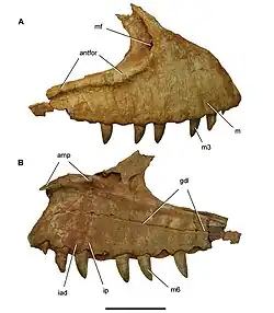 Photograph of the right maxilla (upper jaw bone) of Carcharodontosaurus saharicus in side view.