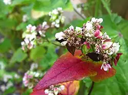 Buckwheat with flowers, ripe and unripe seeds