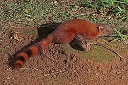 Red and brown euplerid