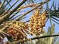 Fresh and dried dates on a date palm tree
