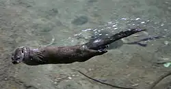 A North American river otter is shown gliding on the surface of the water.