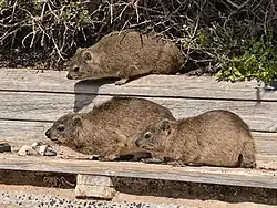 Rock hyraxes (Procavia capensis). Boulders Beach, Simon's Town, South Africa