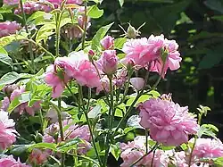 Photograph of pink roses in bloom