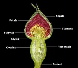 Diagram showing the floral organs within a developing rose flower, or rose bud