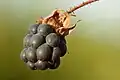 Dewberry fruit