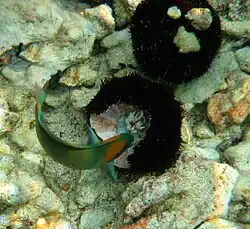 A saddle wrasse finishing the remains of a damaged Tripneustes gratilla