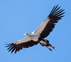 In flight showing the long tail and legs
