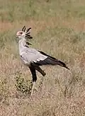 Secretary bird
