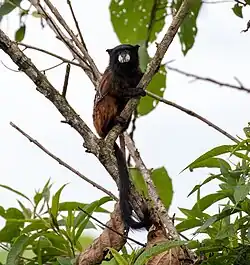 Brown monkey