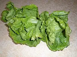 Prajzerica, a lettuce variety from Croatia