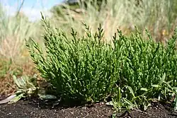 green fleshy plant