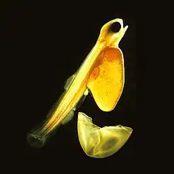Newly hatched alevin feed on their yolk sacs.