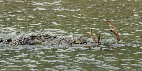 Saltwater crocodile in Sundarbans National Park, West Bengal