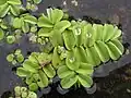 Salvinia - free floating