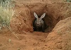 Emerging from a burrow