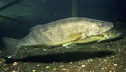 The walleye, Minnesota's state fish
