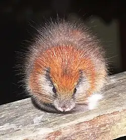 Spiny red-furred rat
