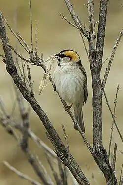 Small bird with a large bill, bold head markings, and a patterned back perched on a tree trunk
