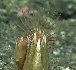 A scalpellid barnacle feeding