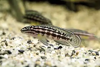 Lamprologini (E): Julidochromis marlieri is popular in the aquarium trade where members of the genus are known as "Julies"[60]