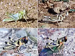 Nymphs of the desert locust: green (a) and brown (b) solitarious nymphs (5th instar); gregarious nymphs of 4th (c) and 5th instars (d) (a, Michel Lecoq; b, Antoine Foucart; c and d, Gilles Balança; CIRAD)