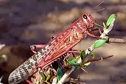 Immature adult of the desert locust (photo Said Ghaout, CNLAA, Maroc)