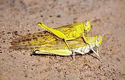 Mating of adult desert locusts (photo FAO-DLIS)