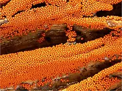 Trichia varia