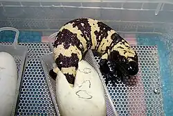 End of hatching process