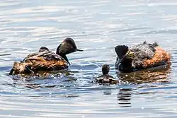 Adults, in breeding plumage, with two juveniles, swimming in water.
