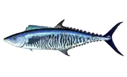 Narrow-barred Spanish mackerel