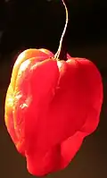 Scotch bonnet