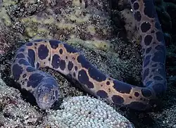Scuticaria tigrina