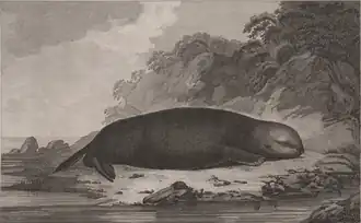 Engraving of a sea otter lying on a rocky shoreline, shown in profile with water and coastal rocks in the background.