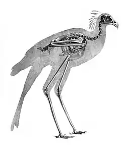 skeleton of long-legged bird of prey