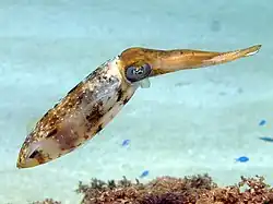 Caribbean reef squid ("Sepioteuthis sepioidea")