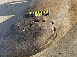 closeup of teeth marks on the back of a sea lion
