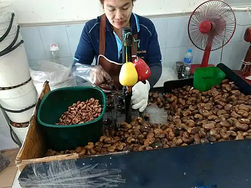 A woman using a machine to shell cashews in Thailand