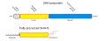 Processing of SHH