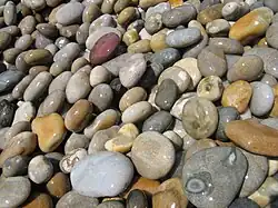 Large shingle at Chesil Cove (south-eastern end)