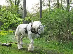 Logging