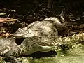 Siamese crocodile, a critically endangered reptile