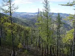 Taiga coniferous forest, mostly larches, pines, and spruces, covers a large area of Siberia (pictured) and Canada.[48]