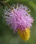 Dichrostachys cinerea sickle bush