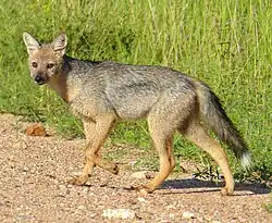 Gray and brown canine next to grass