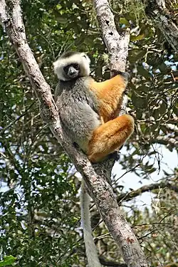 A diademed sifaka (a lemur with black and gray back; white and black head; orange limbs; black hands; and long legs and tail) clinging to a tree.