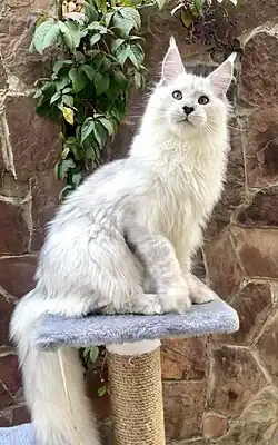 A silver shaded Maine Coon cat