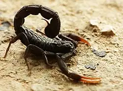 Scorpion's threat display with pincers spread wide, abdomen raised to present sting