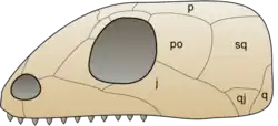 Anapsid skull