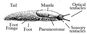 Drawing of slug with labels for the foot (bottom side), the foot fringe that surrounds it, the mantle behind the head, the pneumostome for breathing, and the optical and sensory tentacles